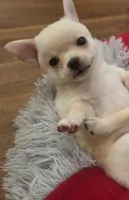 Snow, a male Chihuahua for sale in La Porte, IN – 2 of 2