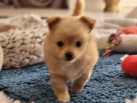 Teddy Bear, a male Chihuahua for sale in La Porte, IN – 3 of 3