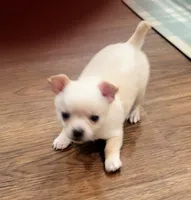 Snow, a male Chihuahua for sale in La Porte, IN – 1 of 2