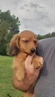 Buddy, a male Miniature Dachshund for sale in Spotsylvania, VA – 4 of 8