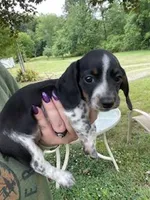 Bella, a female Miniature Dachshund for sale in Spotsylvania, VA – 5 of 5