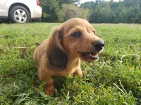 Buddy, a male Miniature Dachshund for sale in Spotsylvania, VA – 6 of 8
