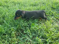 Buster, a male Miniature Dachshund for sale in Spotsylvania, VA – 4 of 7