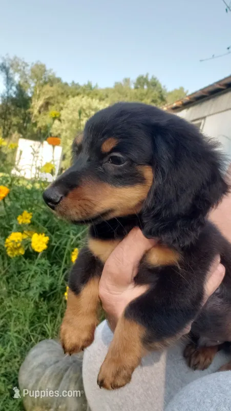 Buster – Miniature Dachshund puppy for sale in Spotsylvania, VA