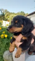 Buster, a male Miniature Dachshund for sale in Spotsylvania, VA – 1 of 7