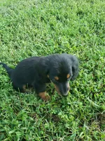 Buster, a male Miniature Dachshund for sale in Spotsylvania, VA – 6 of 7