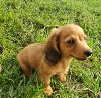 Buddy, a male Miniature Dachshund for sale in Spotsylvania, VA – 3 of 8