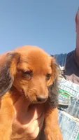 Buck, a male Miniature Dachshund for sale in Spotsylvania, VA – 7 of 9