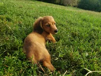 Buddy, a male Miniature Dachshund for sale in Spotsylvania, VA – 7 of 8