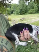 Bella, a female Miniature Dachshund for sale in Spotsylvania, VA – 4 of 5
