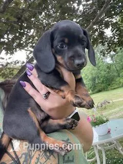 Buddy – Miniature Dachshund puppy for sale in Spotsylvania, VA