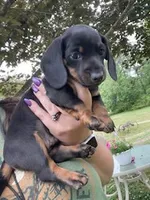Buddy, a male Miniature Dachshund for sale in Spotsylvania, VA – 1 of 5
