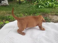 Sammy, a male Miniature Dachshund for sale in Spotsylvania, VA – Photo 3 of 9