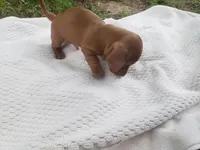 Sammy, a male Miniature Dachshund for sale in Spotsylvania, VA – Photo 6 of 9