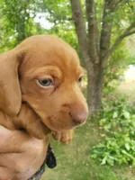 Sammy, a male Miniature Dachshund for sale in Spotsylvania, VA – Photo 8 of 9