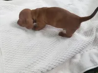 Sammy, a male Miniature Dachshund for sale in Spotsylvania, VA – Photo 7 of 9