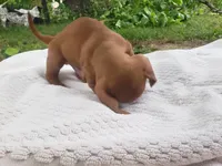 Sammy, a male Miniature Dachshund for sale in Spotsylvania, VA – Photo 5 of 9