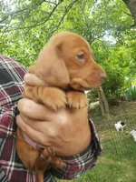Sammy, a male Miniature Dachshund for sale in Spotsylvania, VA – Photo 9 of 9