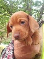 Sammy, a male Miniature Dachshund for sale in Spotsylvania, VA – Photo 2 of 9