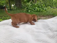 Sammy, a male Miniature Dachshund for sale in Spotsylvania, VA – Photo 4 of 9