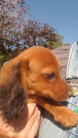 Buck, a male Miniature Dachshund for sale in Spotsylvania, VA – 9 of 9