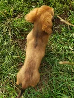 Buddy, a male Miniature Dachshund for sale in Spotsylvania, VA – 8 of 8