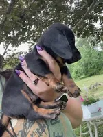 Buddy, a male Miniature Dachshund for sale in Spotsylvania, VA – 5 of 5