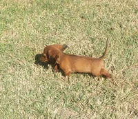 Buck, a male Miniature Dachshund for sale in Spotsylvania, VA – 4 of 9