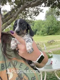 Bella – Miniature Dachshund puppy for sale in Spotsylvania, VA