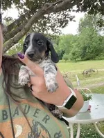 Bella, a female Miniature Dachshund for sale in Spotsylvania, VA – 1 of 5