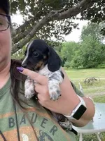 Bella, a female Miniature Dachshund for sale in Spotsylvania, VA – 2 of 5