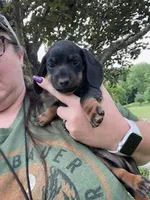 Buddy, a male Miniature Dachshund for sale in Spotsylvania, VA – 3 of 5