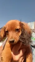 Buck, a male Miniature Dachshund for sale in Spotsylvania, VA – 6 of 9