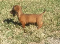 Buck, a male Miniature Dachshund for sale in Spotsylvania, VA – 2 of 9
