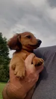 Buddy, a male Miniature Dachshund for sale in Spotsylvania, VA – 2 of 8