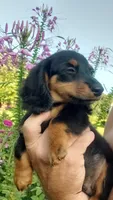 Buster, a male Miniature Dachshund for sale in Spotsylvania, VA – 2 of 7