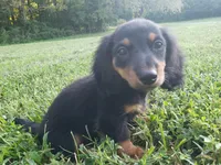 Buster, a male Miniature Dachshund for sale in Spotsylvania, VA – 5 of 7