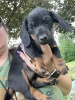 Buddy, a male Miniature Dachshund for sale in Spotsylvania, VA – 4 of 5