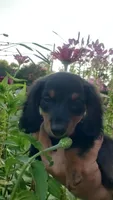 Buster, a male Miniature Dachshund for sale in Spotsylvania, VA – 7 of 7