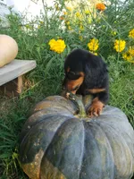Buster, a male Miniature Dachshund for sale in Spotsylvania, VA – 3 of 7