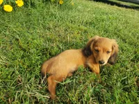 Buddy, a male Miniature Dachshund for sale in Spotsylvania, VA – 5 of 8