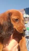 Buck, a male Miniature Dachshund for sale in Spotsylvania, VA – 3 of 9