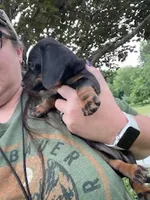 Buddy, a male Miniature Dachshund for sale in Spotsylvania, VA – 2 of 5
