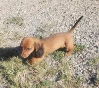Buck, a male Miniature Dachshund for sale in Spotsylvania, VA – 5 of 9