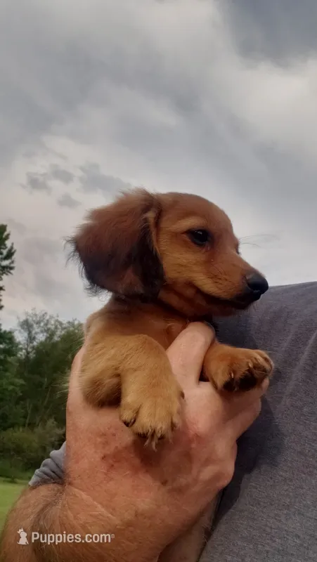 Buddy – Miniature Dachshund puppy for sale in Spotsylvania, VA
