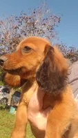 Buck, a male Miniature Dachshund for sale in Spotsylvania, VA – 8 of 9