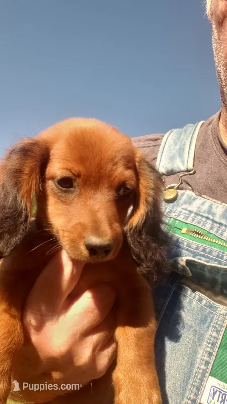 Buck – Miniature Dachshund puppy for sale in Spotsylvania, VA