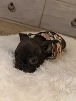 Lola, a female French Bulldog for sale in Los Angeles, CA – Photo 2 of 3