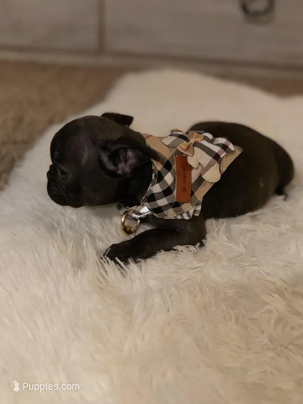 Lola, a female French Bulldog for sale in Los Angeles, CA – Photo 1 of 3