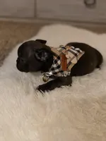 Lola, a female French Bulldog for sale in Los Angeles, CA – Photo 1 of 3